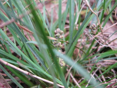 Lomandra collina