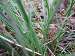 Lomandra collina