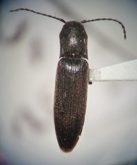 Dalopius insulanus