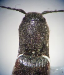 Dalopius insulanus