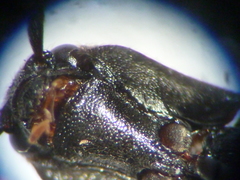 Dalopius insulanus