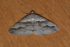 Syneora cheleuta