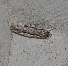 Eulechria xeropterella