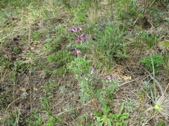 Astragalus suffruticosus
