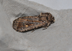 Proteuxoa marginalis