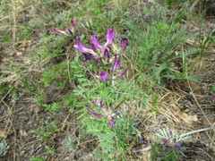 Astragalus suffruticosus