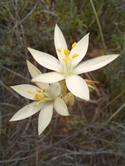 Ornithogalum constrictum