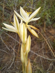 Ornithogalum constrictum