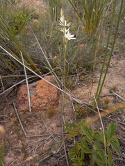 Ornithogalum constrictum