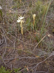 Ornithogalum constrictum