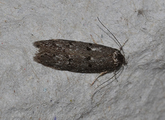 Ericrypsina chorodoxa