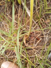 Ornithogalum constrictum