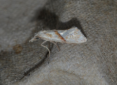 Heliocosma