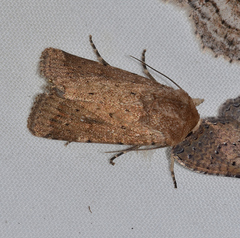 Proteuxoa porphyrescens