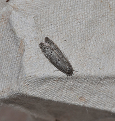 Ericrypsina ductaria