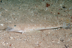 Platycephalus grandispinis