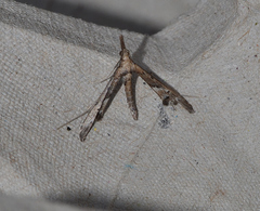 Tineodes adactylalis