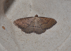 Chrysolarentia microcyma