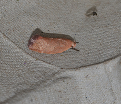 Acanthodela protophaes