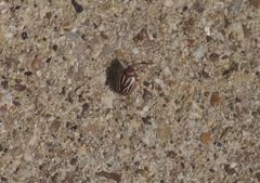 Phylloscelis atra