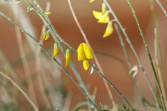 Crotalaria eremaea