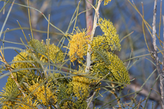 Hakea lorea
