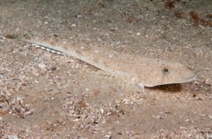 Platycephalus grandispinis