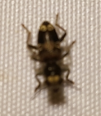 Clerinae