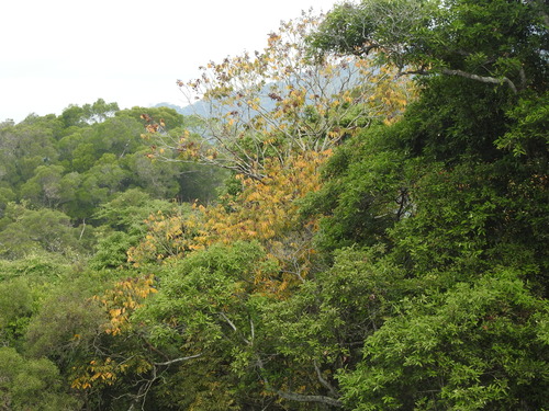 Sapindus mukorossi