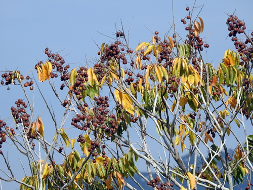 Sapindus mukorossi