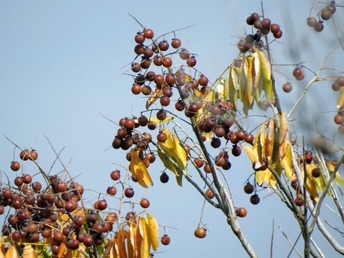 Sapindus mukorossi