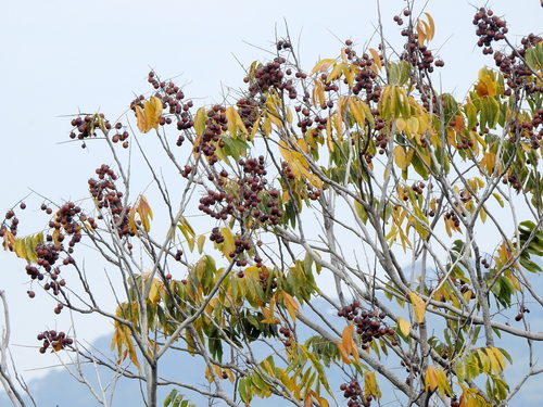 Sapindus mukorossi