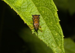 Uroplata fulvopustulata