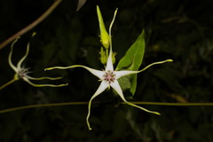 Oxypetalum mosenii