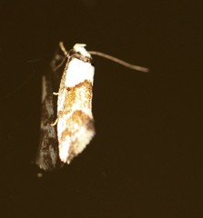 Zaphanaula hemileuca