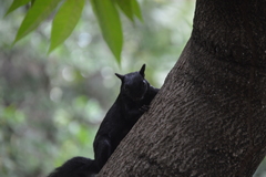 Sciurus aureogaster