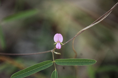 Galactia tenuiflora