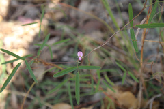 Galactia tenuiflora