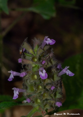 Achyrospermum densiflorum