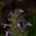 Achyrospermum wallichianum - Photo (c) Jayant M Deshpande, algunos derechos reservados (CC BY-NC)