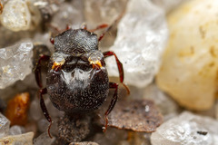 Chlamydopsis