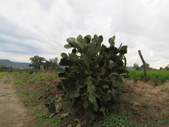 Opuntia fuliginosa