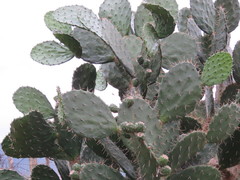 Opuntia fuliginosa