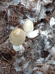Volvariella volvacea