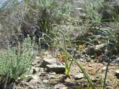 Albuca viscosa