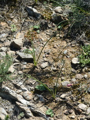 Albuca viscosa