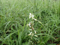 Chlorophytum modestum