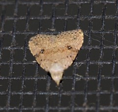 Tolpiodes oligolasia