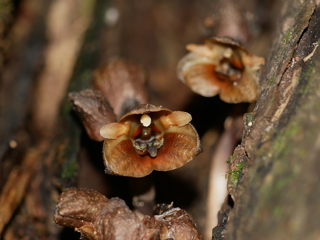 Gastrodia pubilabiata