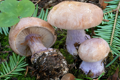 Cortinarius dibaphus